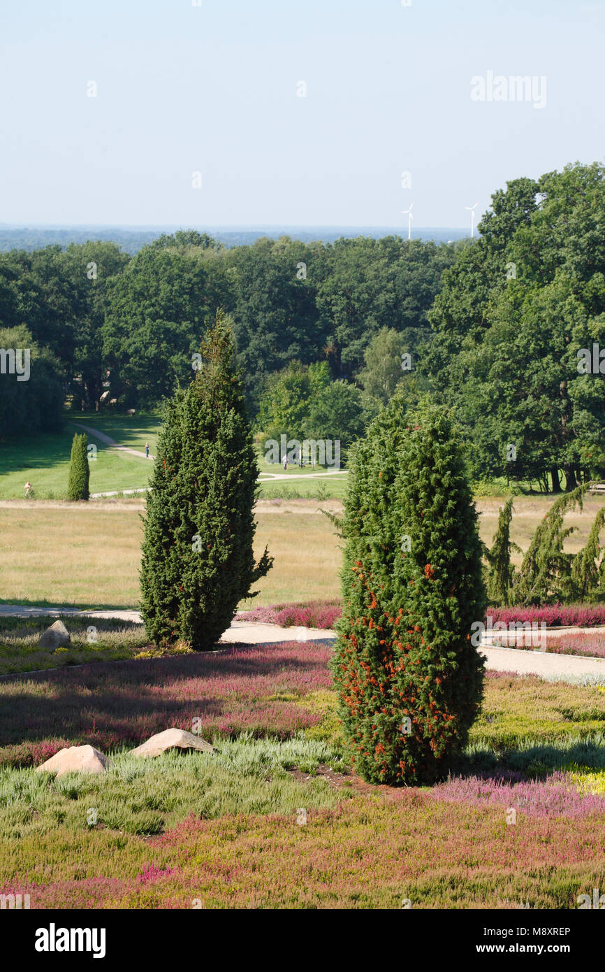 The heather garden with flowering heather, Schneverdingen, Lüneburg Heath, Lower Saxony, Germany, Europe I Der Heidegarten mit blühender Heide, Sch Stock Photo