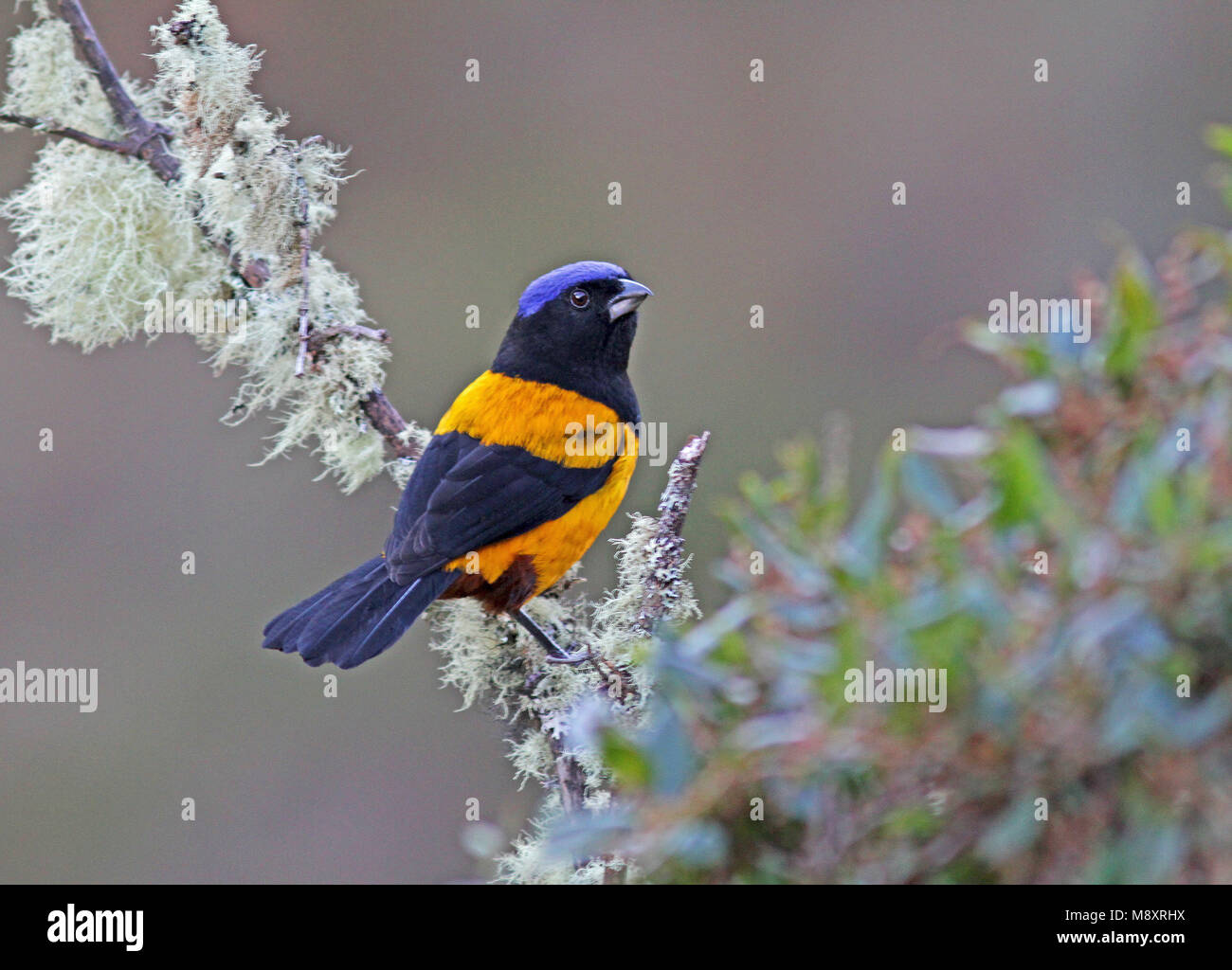Golden-backed Mountain tanager (Cnemathraupis aureodorsalis) is an endangered species of bird in the tanager family. This large and brightly colored t Stock Photo