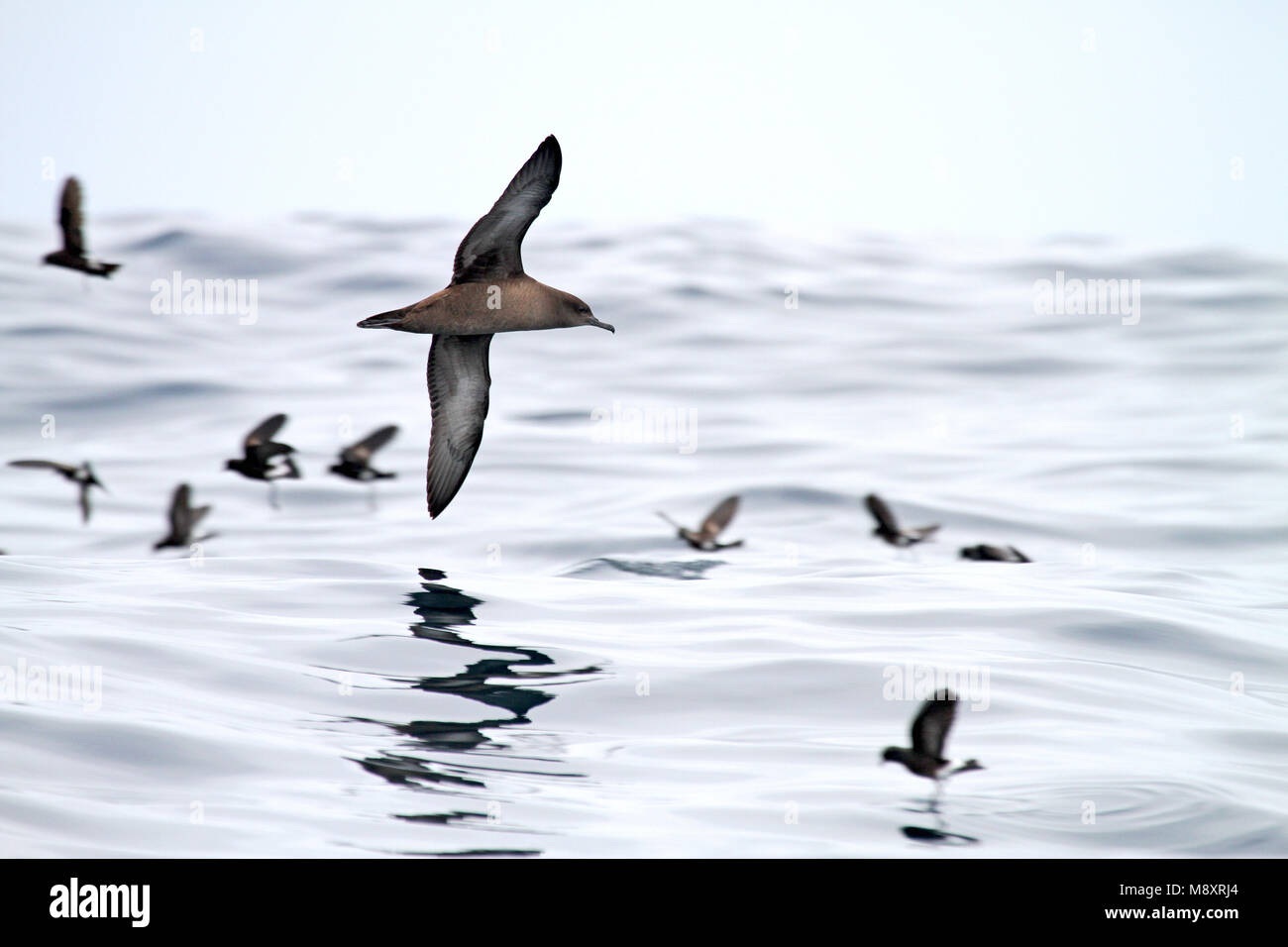 Grauwe Pijlstormvogel vliegend boven de Pacifische oceaan; Sooty Shearwater (Puffinus griseus) flying above Pacific ocean Stock Photo