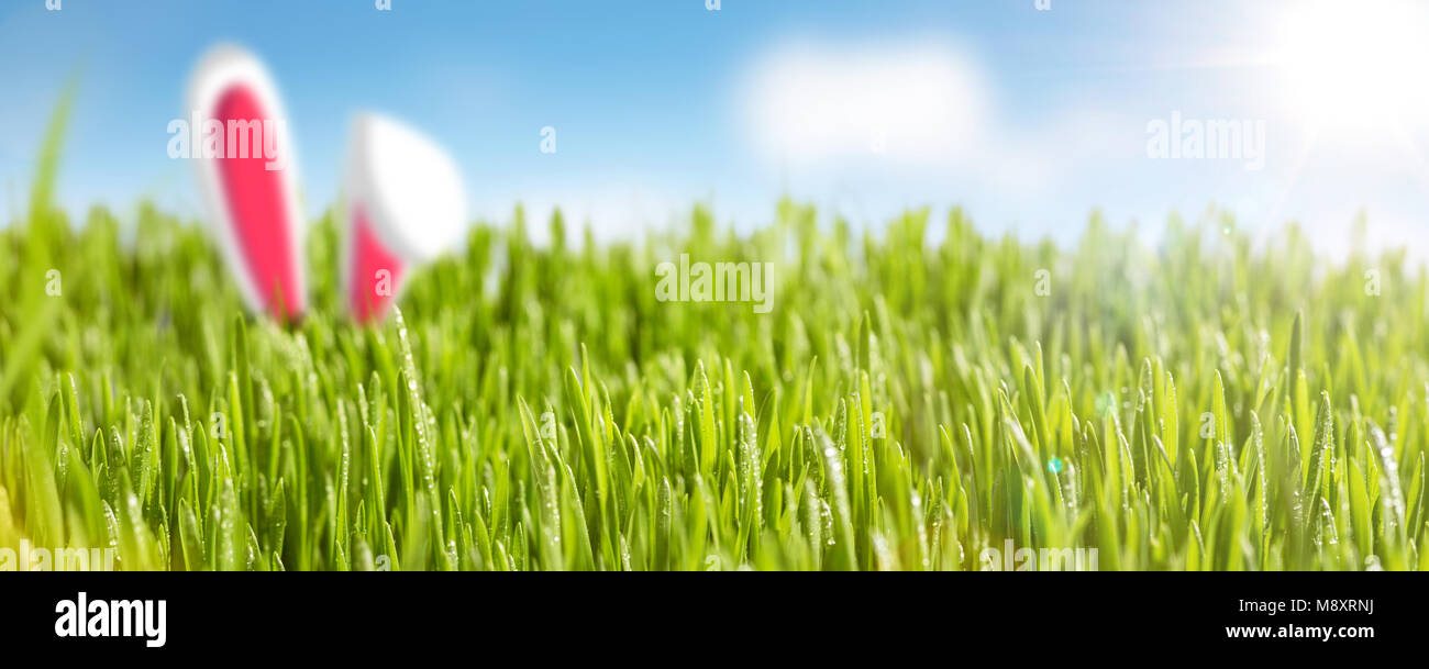 Juicy grass with bunny ears panorama Stock Photo