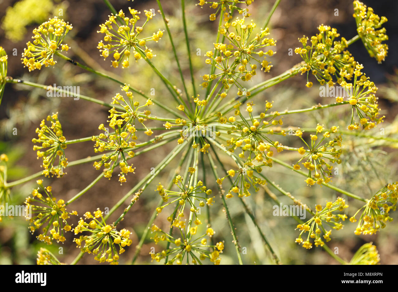 Background with dill umbrella closeup Stock Photo Alamy