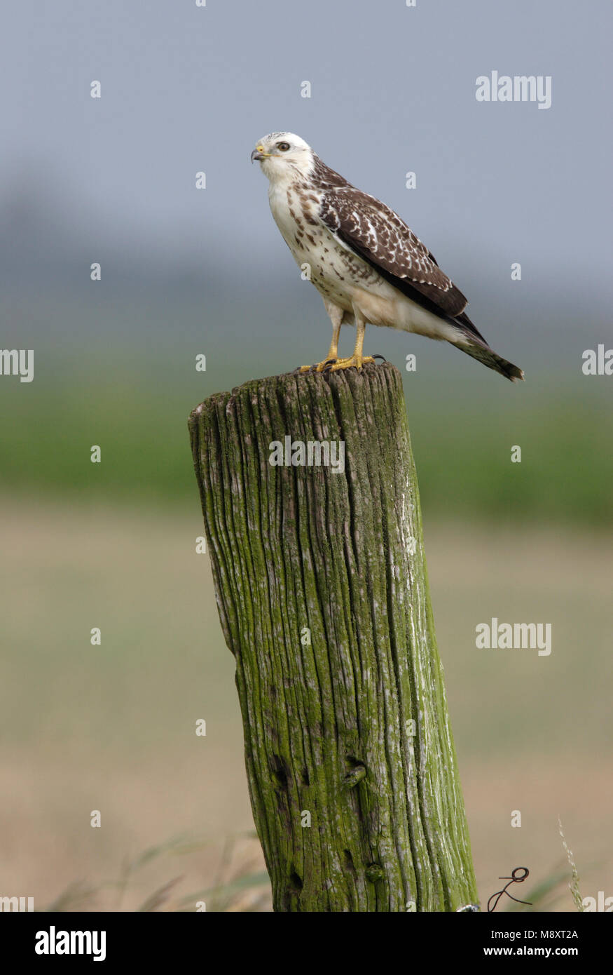 Buizerd ziitend op een paal; Common Buzzard perched on a pole Stock Photo