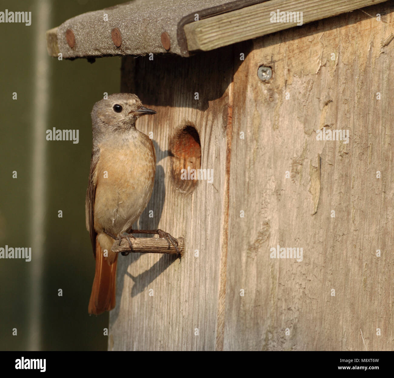 Gekraagde Roodstaart vrouwtje bij nestkast, Common Redstart female at nestbox Stock Photo