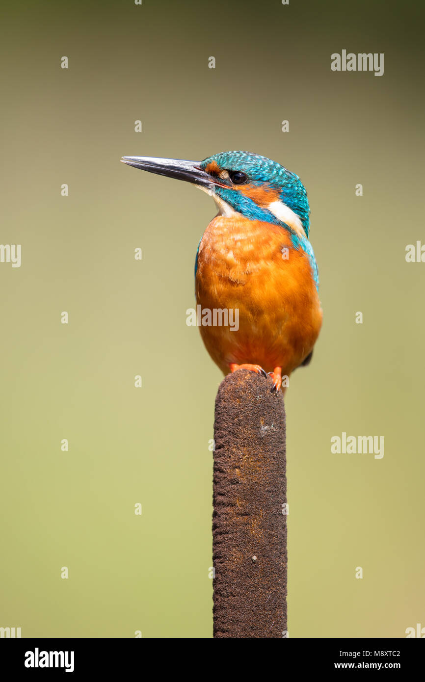 Male kingfisher perched on a bull rush Stock Photo