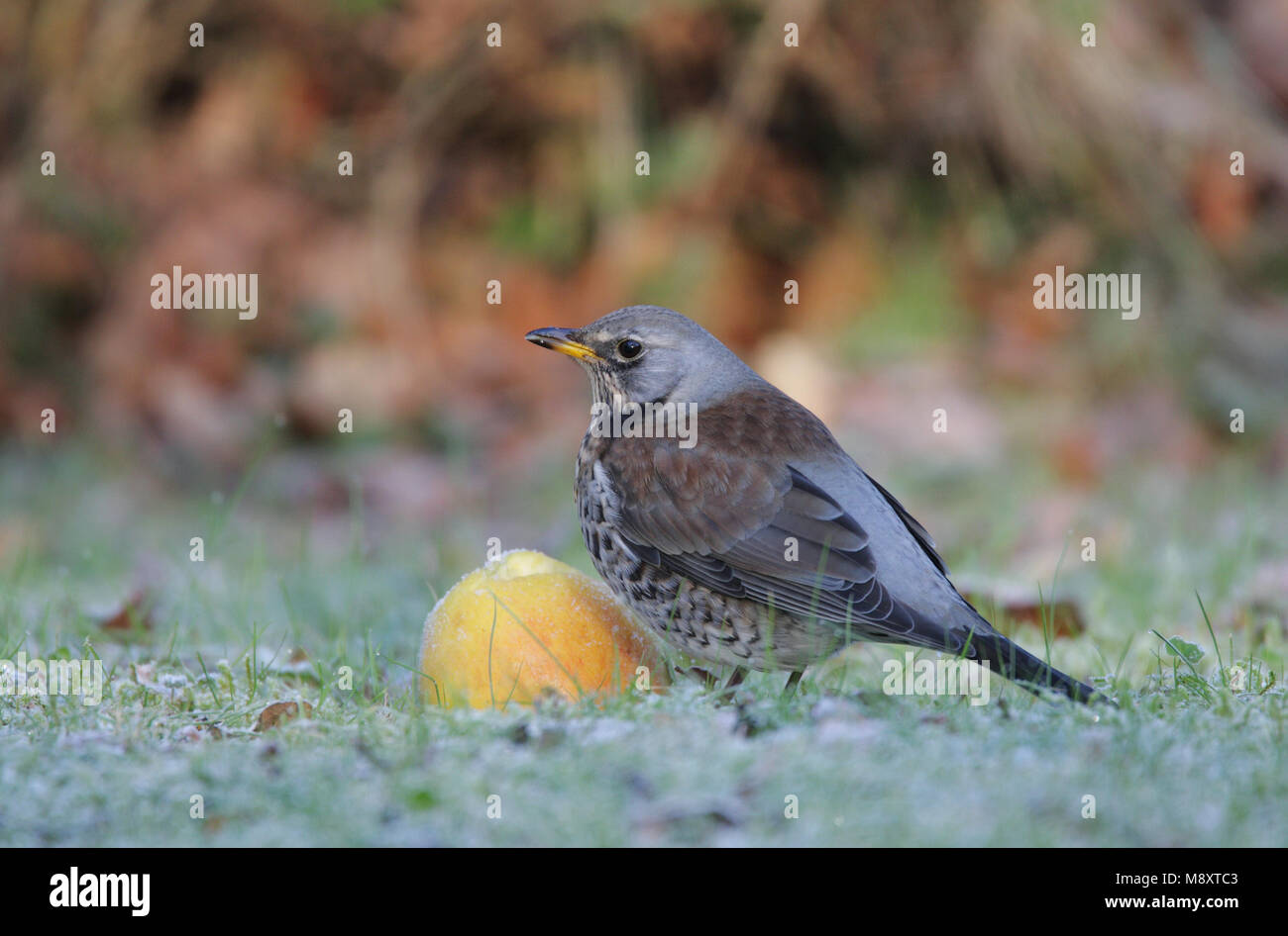 Kramsvogel foeragerend op appel; Fieldfare fouraging on apple Stock Photo