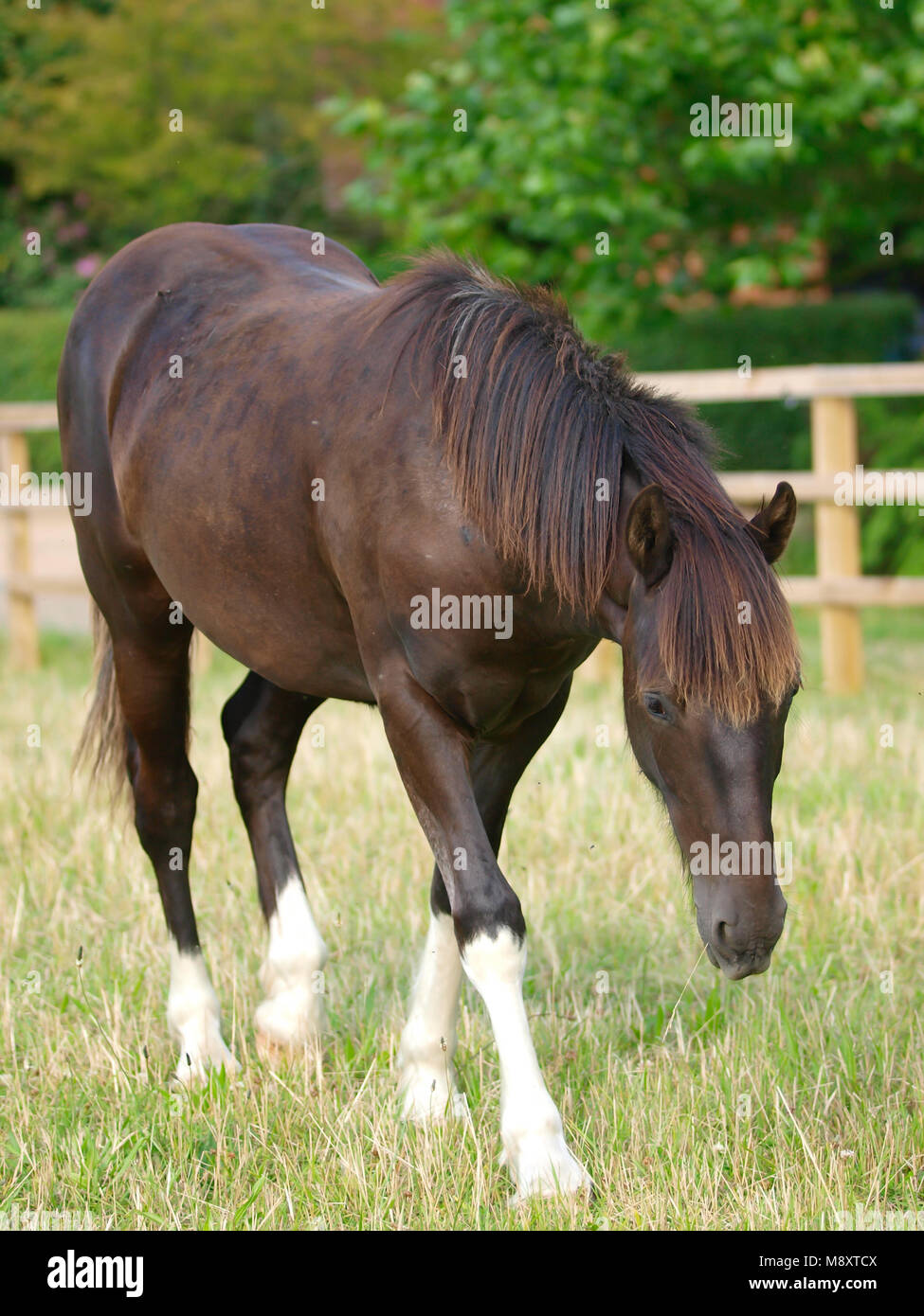 A pretty Welsh pony stands in a paddock Stock Photo Alamy