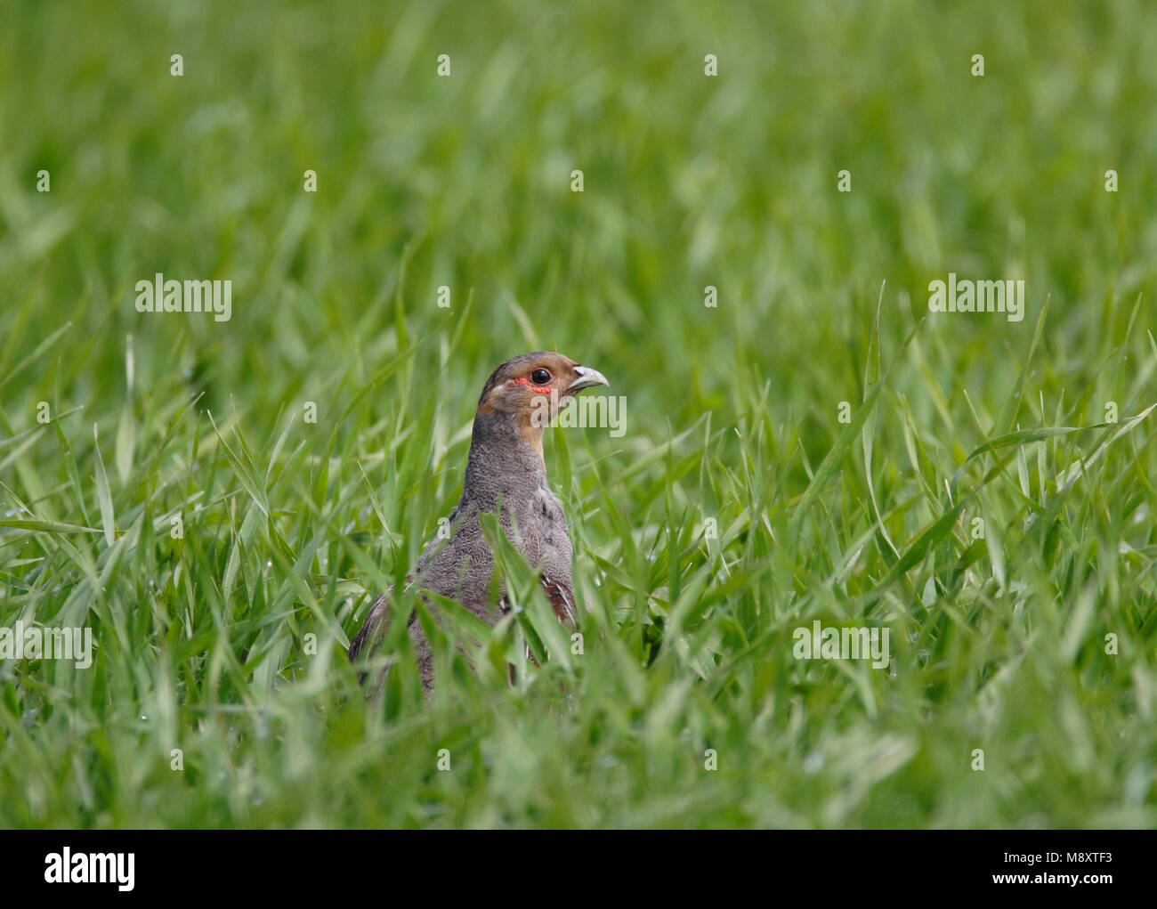 Patrijs in weiland; Grey Partridge in meadow Stock Photo
