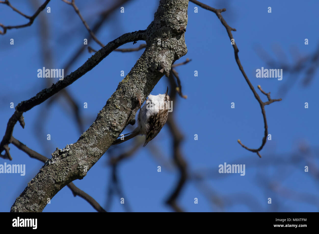 treecreeper, certhia familiaris, on tree looking searching for food in the sun during winter, march, scotland Stock Photo