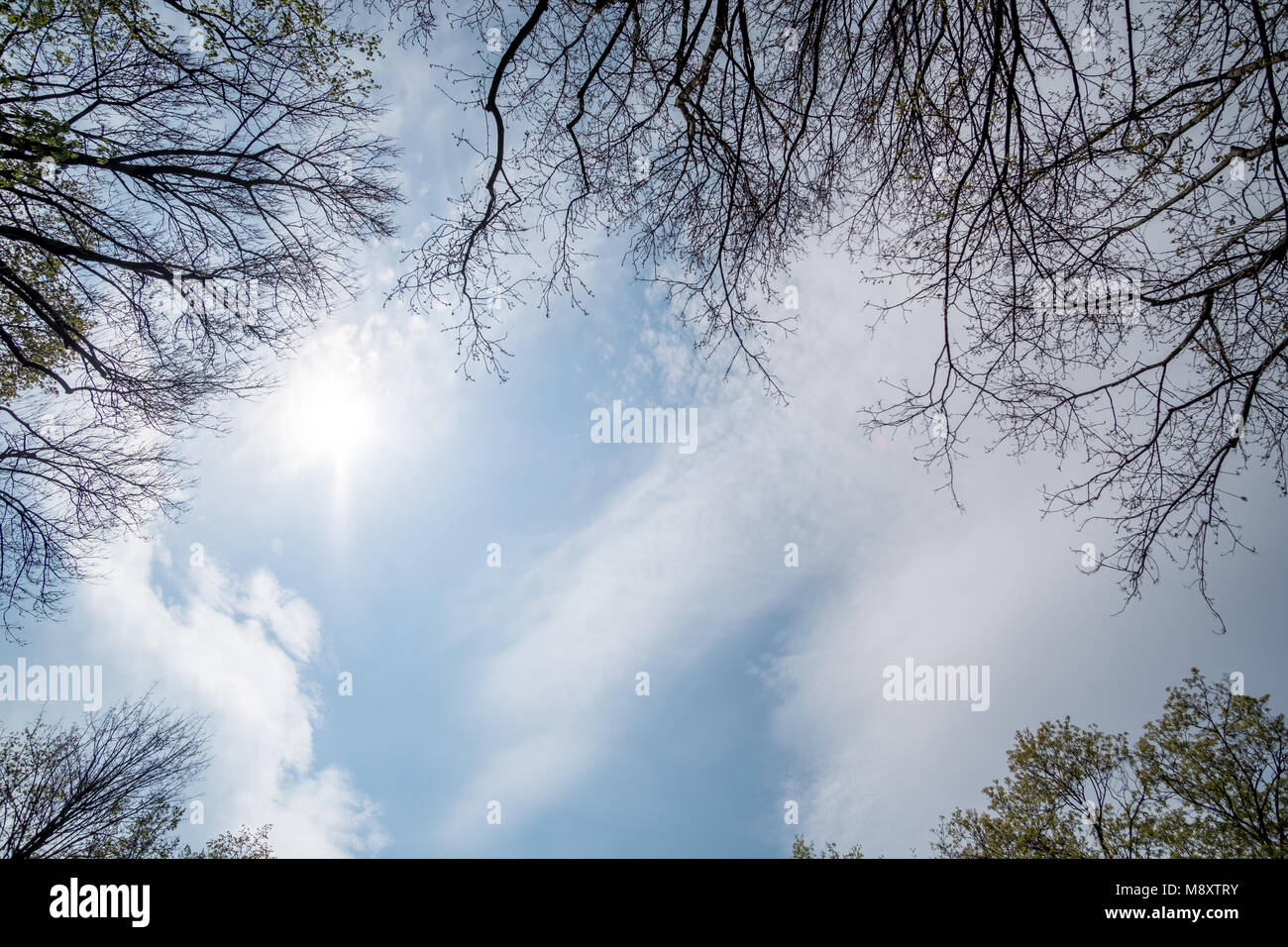 Tree branches framing blue sky with clouds Stock Photo - Alamy
