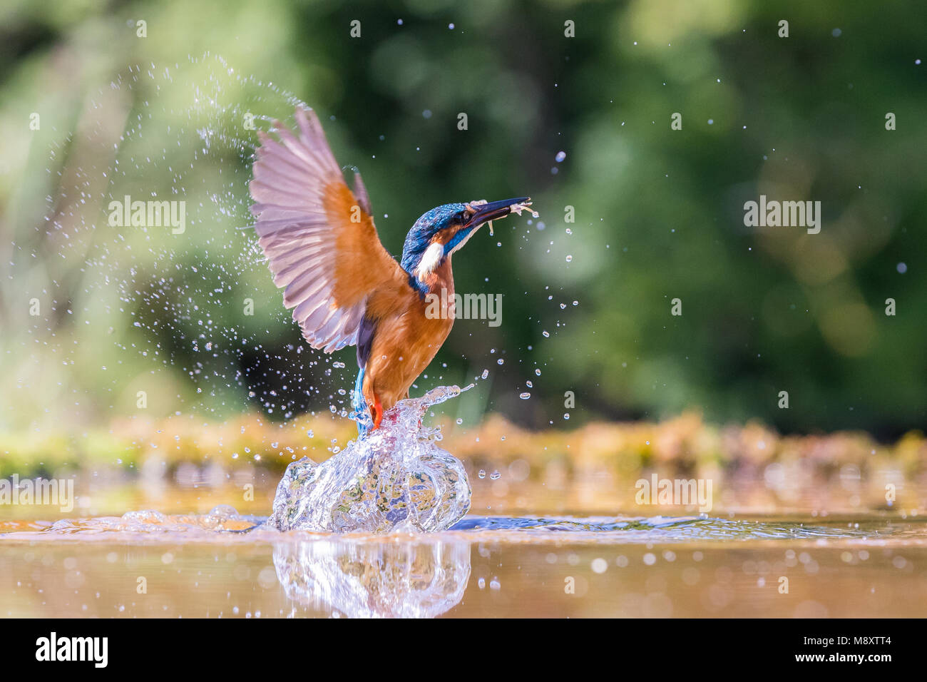 Male Kingfisher Emerging From The Water With A Fish Stock Photo Alamy