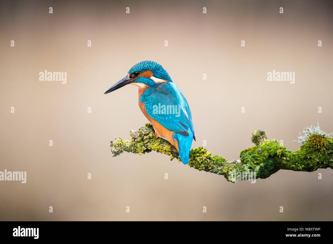 Perched male kingfisher Stock Photo