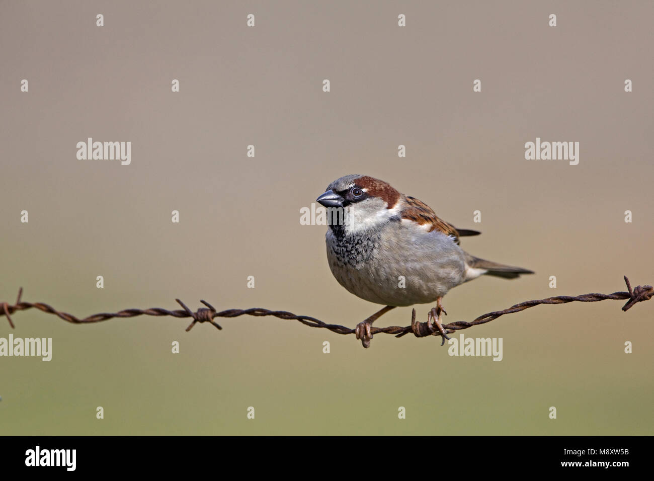 Man Huismus op prikkeldraad; Male House Sparrow on barbed wire Stock Photo