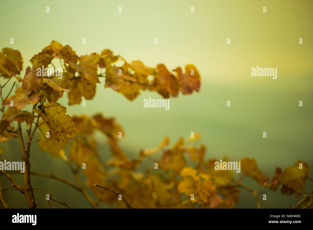 A close look at the Nebbiolo fields of Piemonte Stock Photo