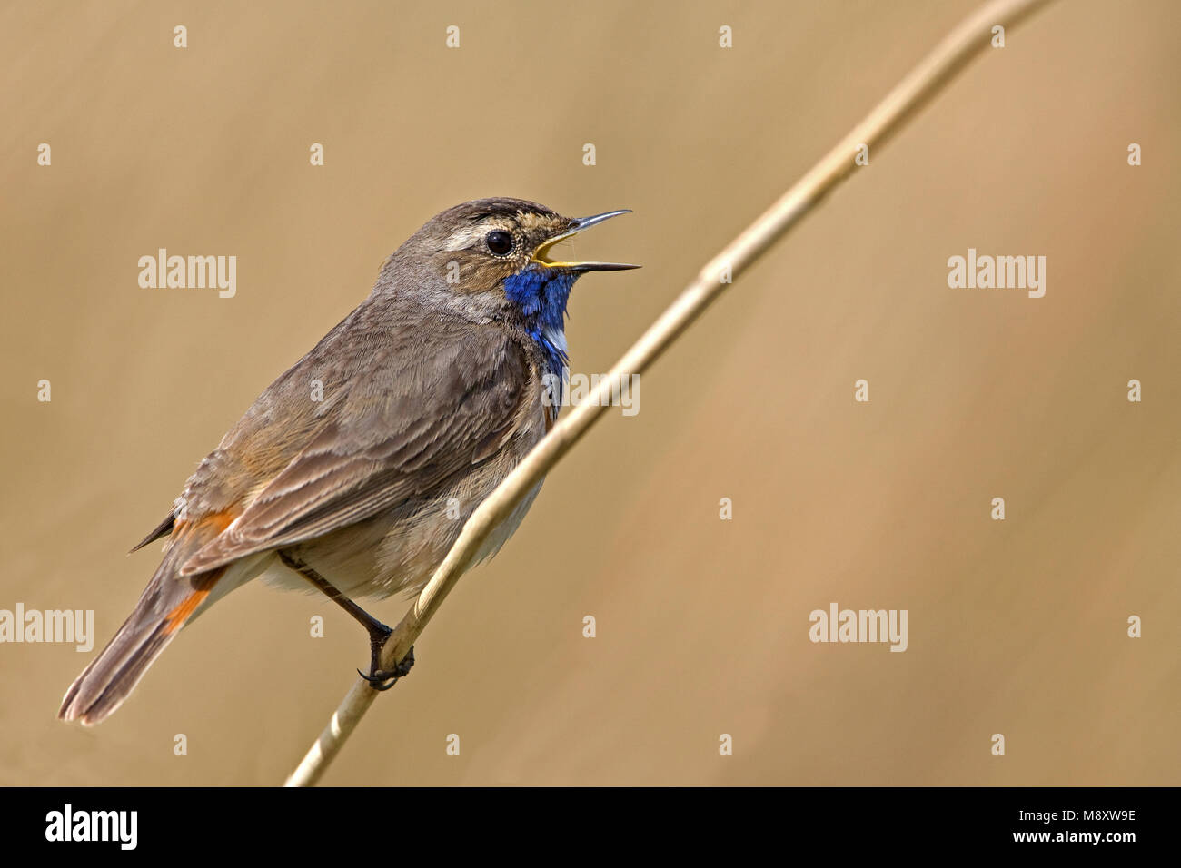 the male bird is the Bluethroat Nightingale sings to attract the