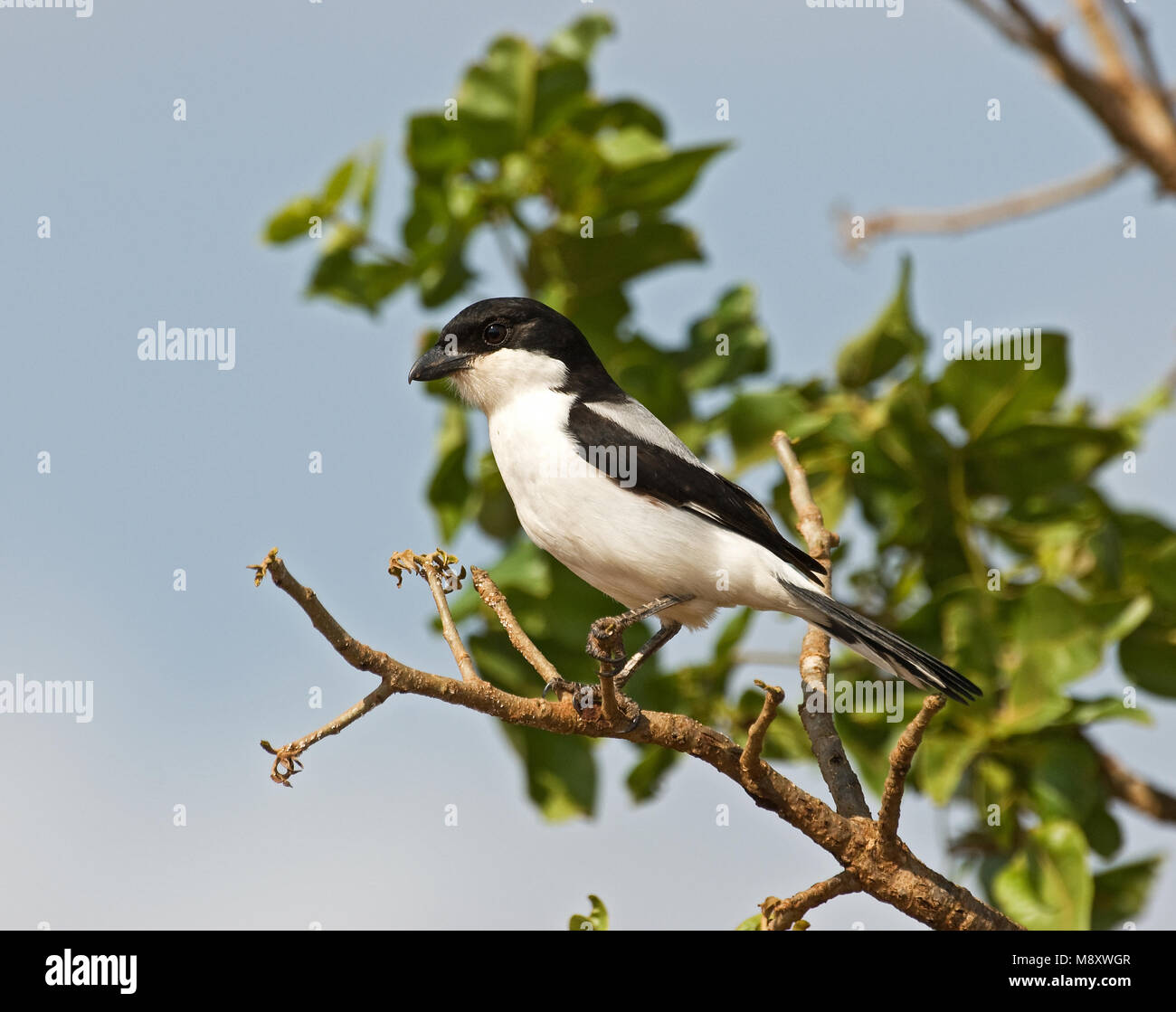 Cabanis-klapekster zittend op tak; Long-tailed Fiscal perched on branch Stock Photo