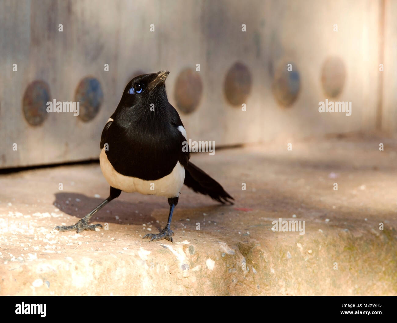 Maghreb Ekster zittend; Maghreb Magpie perched Stock Photo