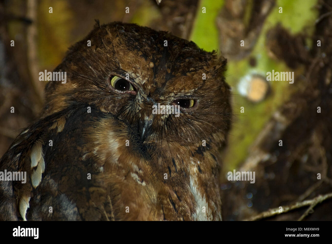 Pemba Dwergooruil zittend op tak; Malagasy Scops-Owl perched on branch Stock Photo