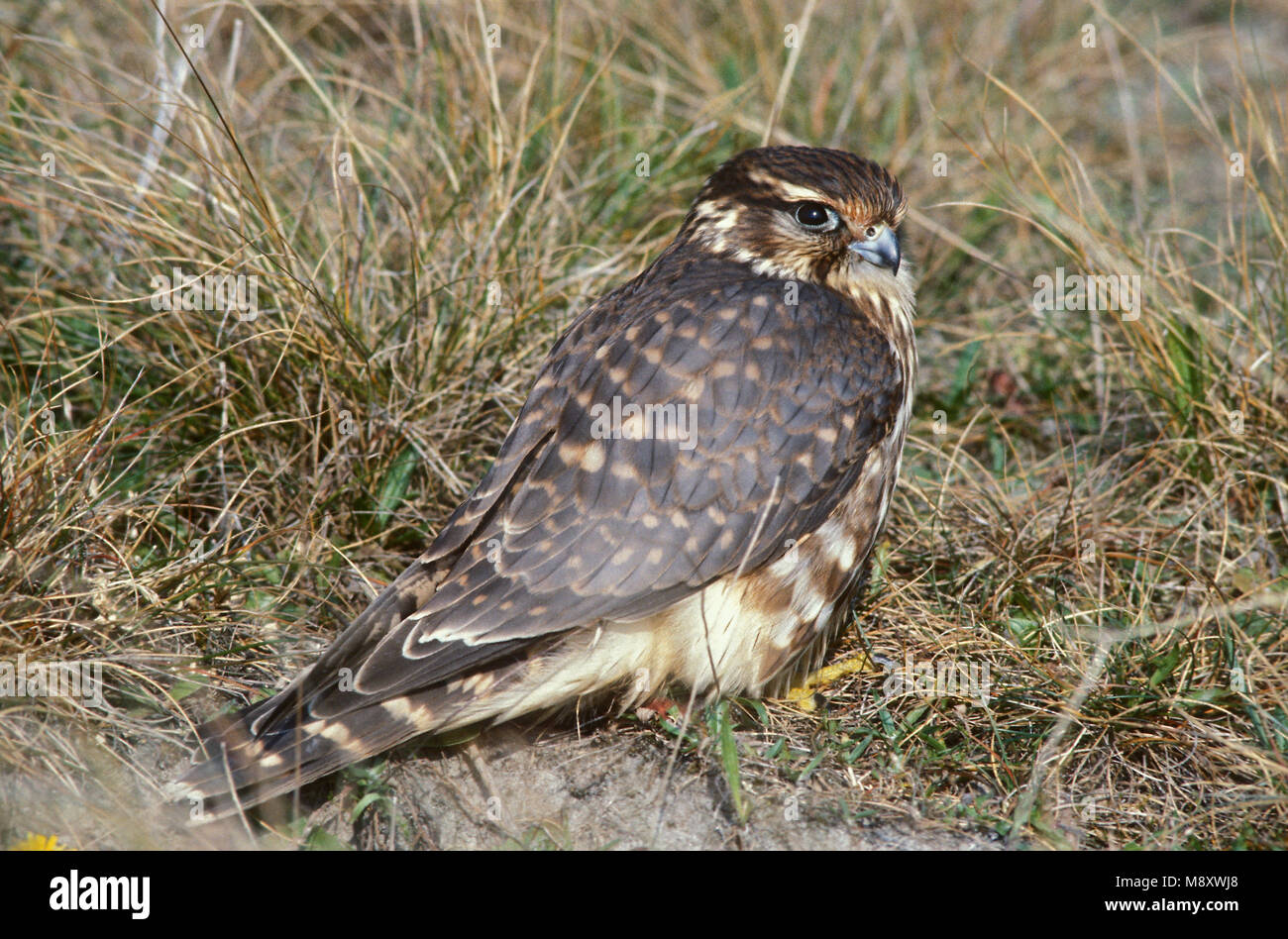 Op grond hi-res stock photography and images - Alamy