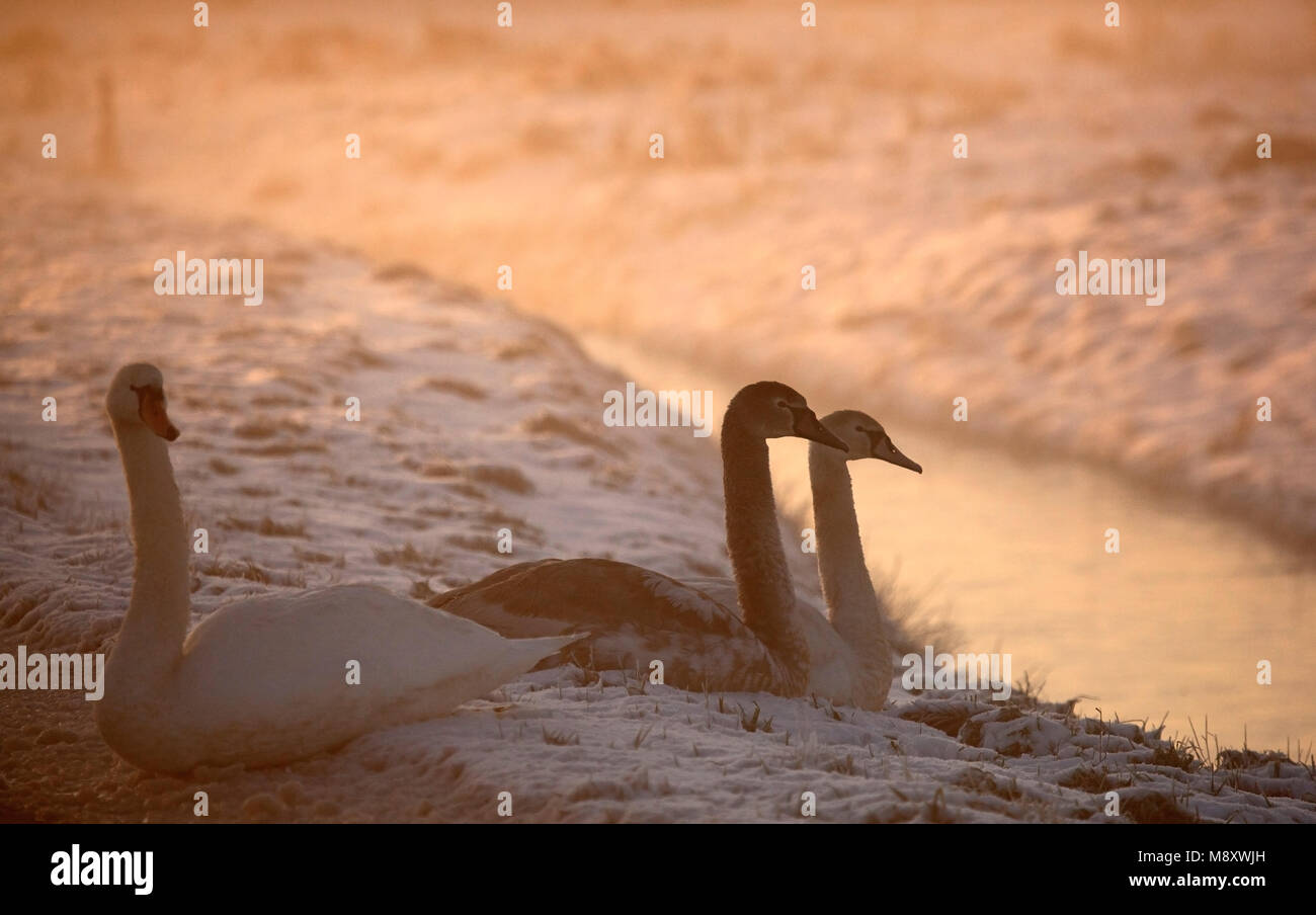 Knobbelzwanen in winter, Mute Swans in winter Stock Photo