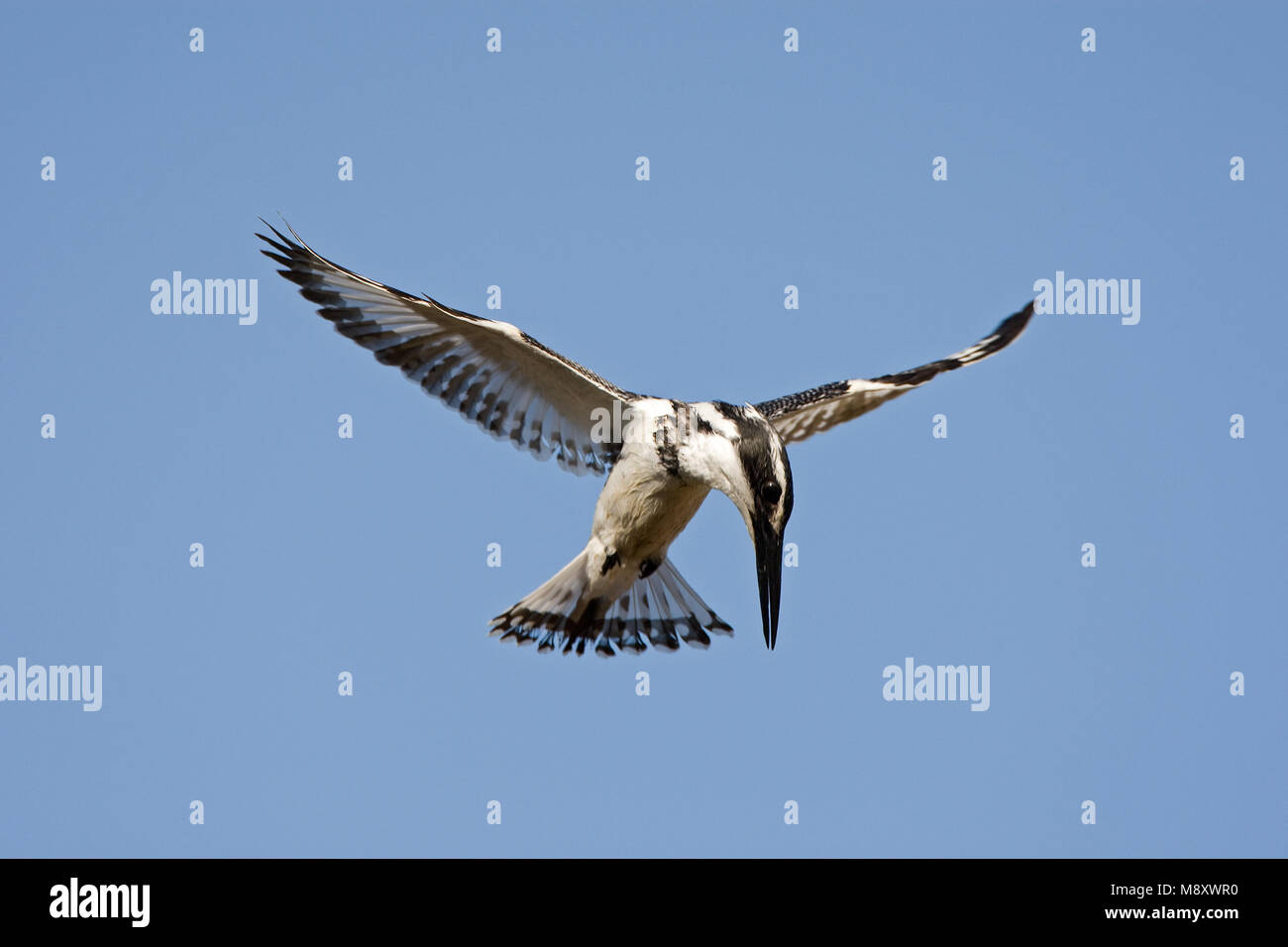 Pied Kingfisher hovering above water; Bonte IJsvogel biddend boven water Stock Photo