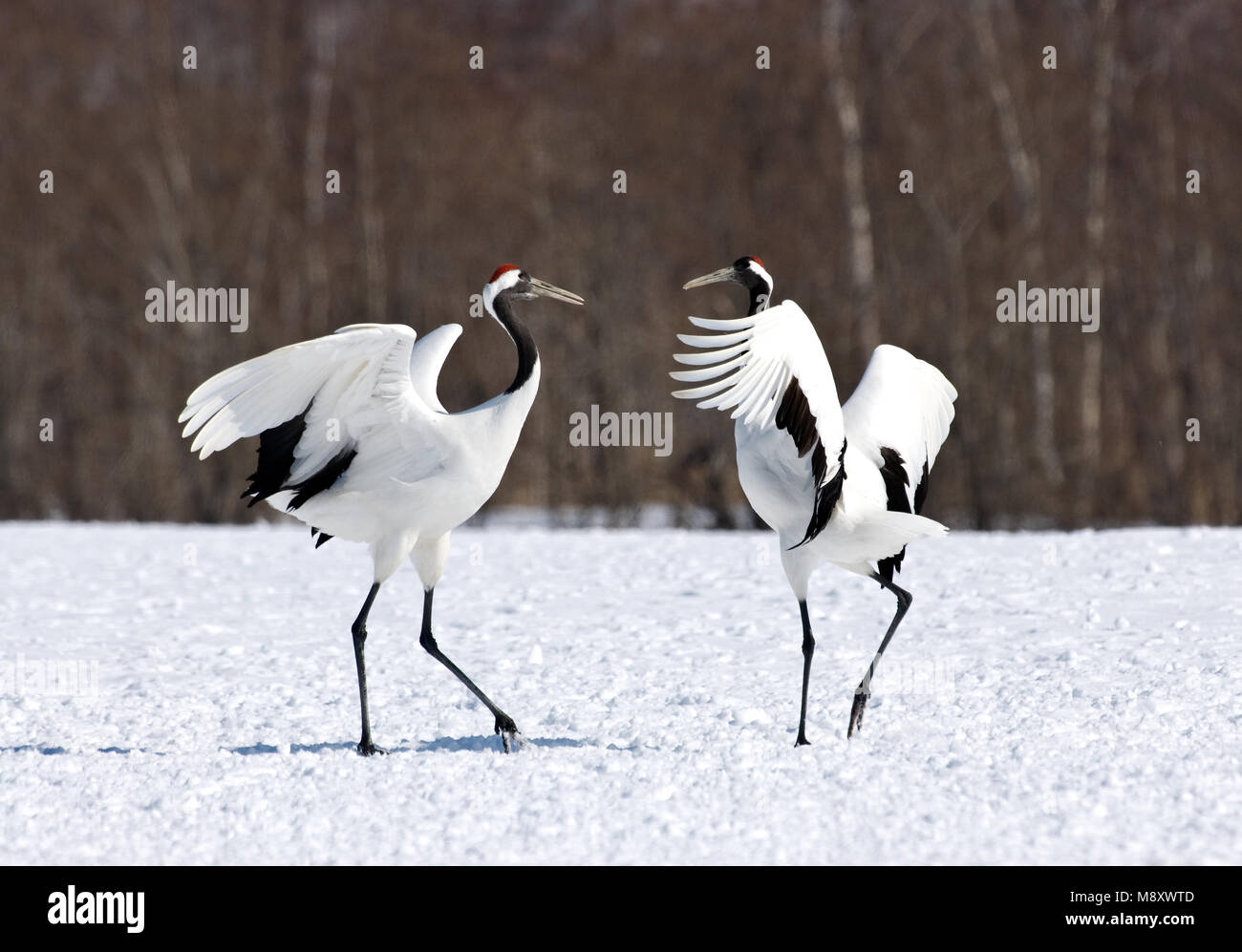 red-crowned-crane-display-chinese-kraanvogel-baltsend-stock-photo-alamy