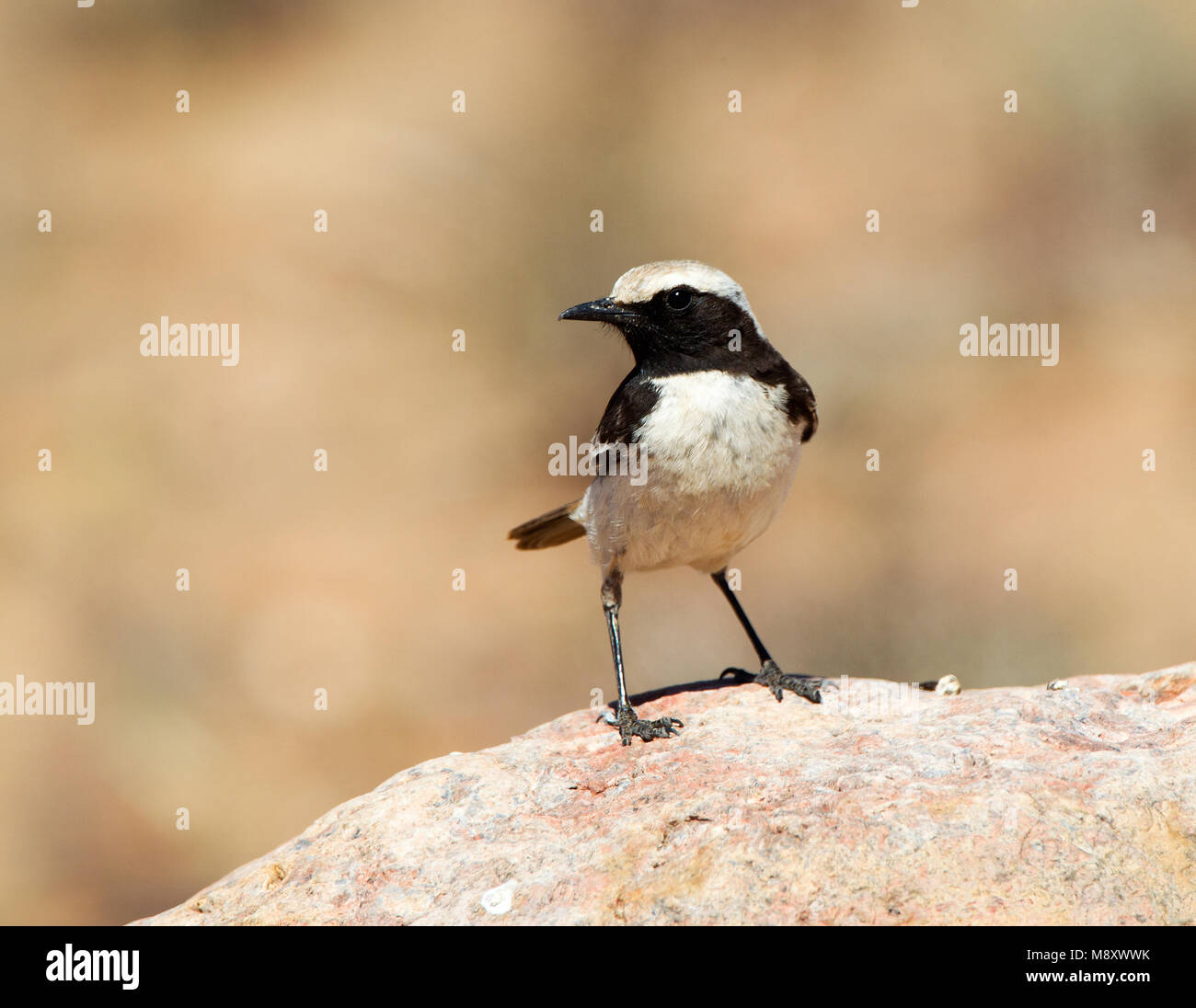 Mannetje Roodstuittapuit zittend; Male Red-rumped Wheatear perched Stock  Photo - Alamy