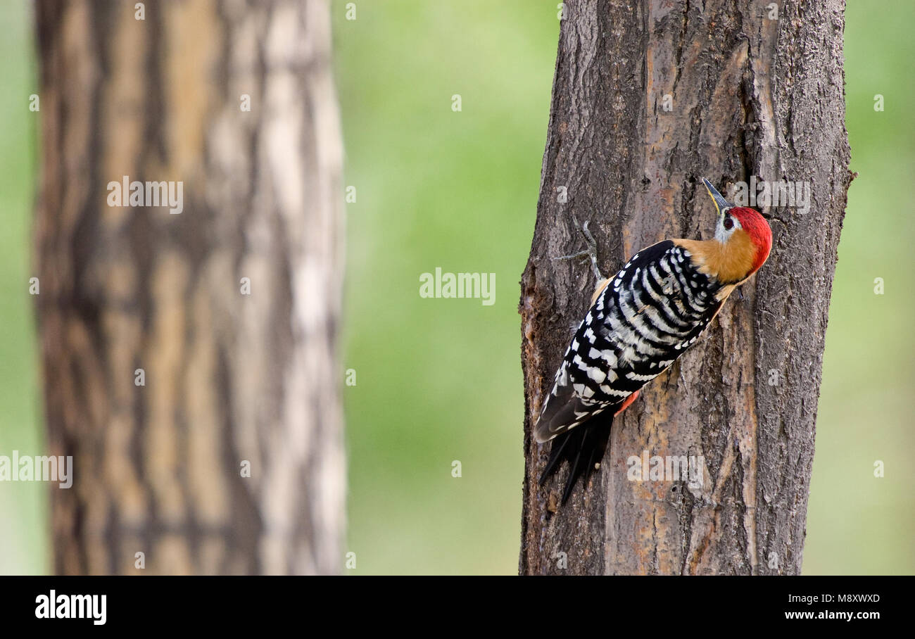Bruinkeelspecht zittend tegen boom;  Rufous-bellied Woodpecker perched at tree Stock Photo
