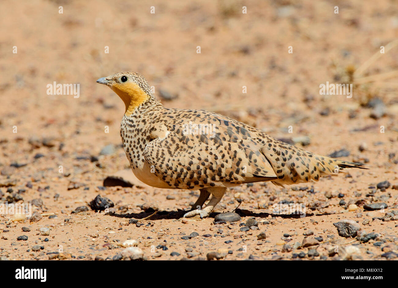 mannetje-sahelzandhoen-spotted-sandgrouse-male-stock-photo-alamy