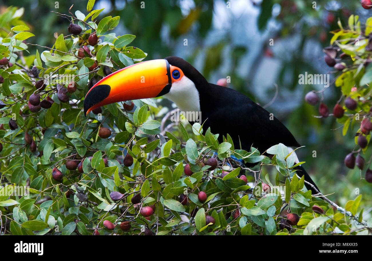 Toco Toucan in bush; Reuzentoekan op struik Stock Photo