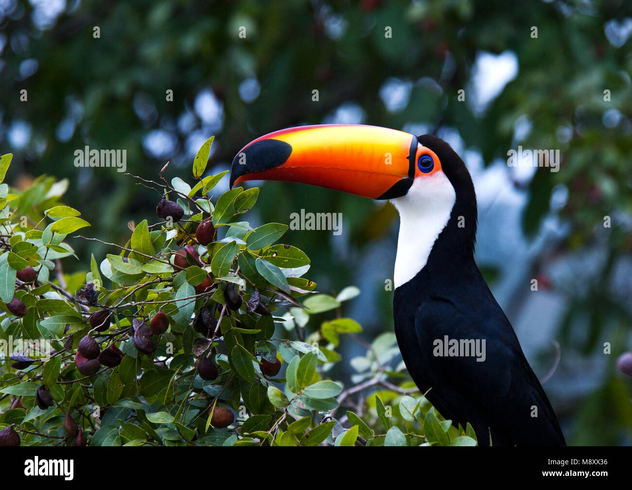 Toco Toucan in bush; Reuzentoekan op struik Stock Photo