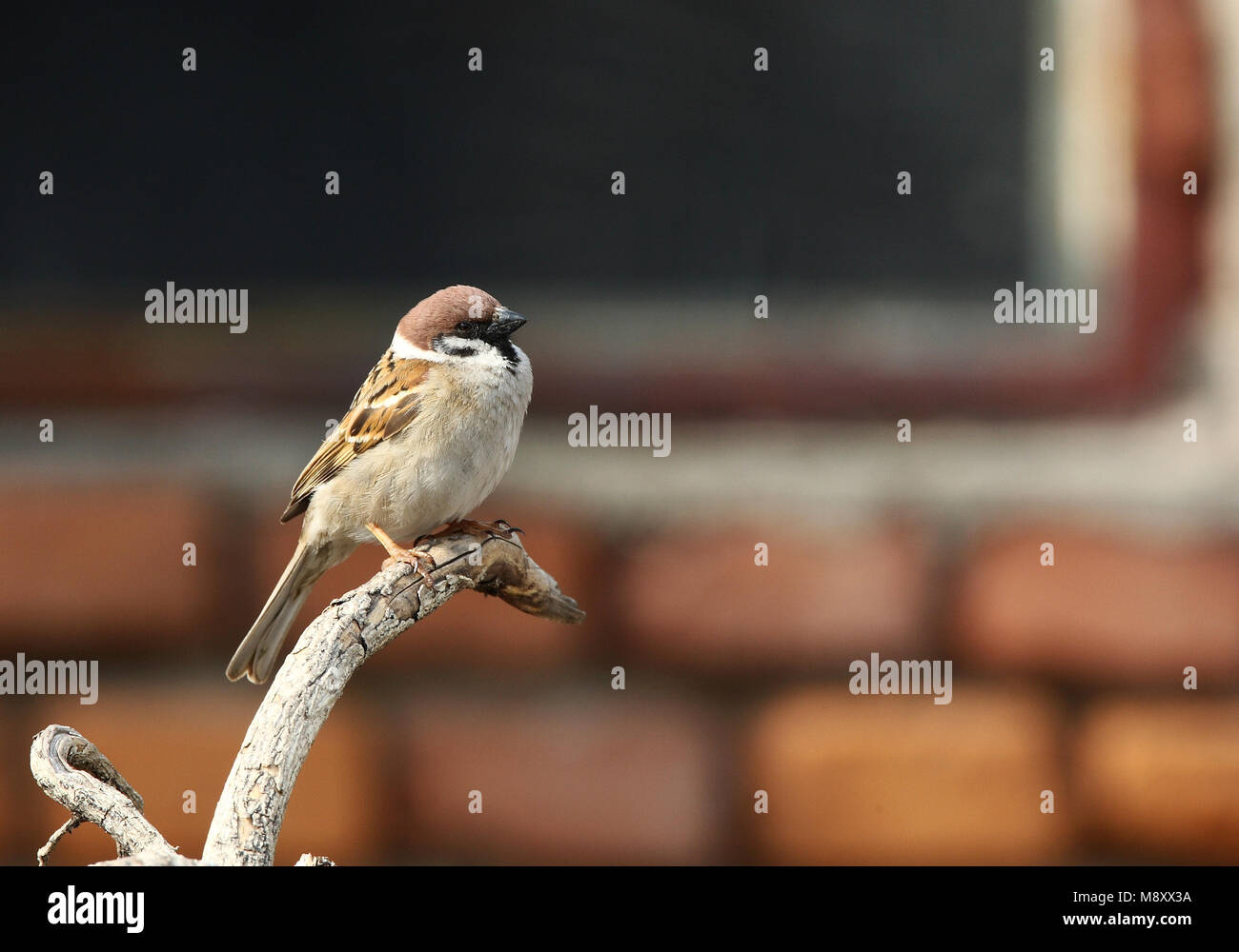 Ringmus zittend; Eurasian Tree Sparrow perched Stock Photo