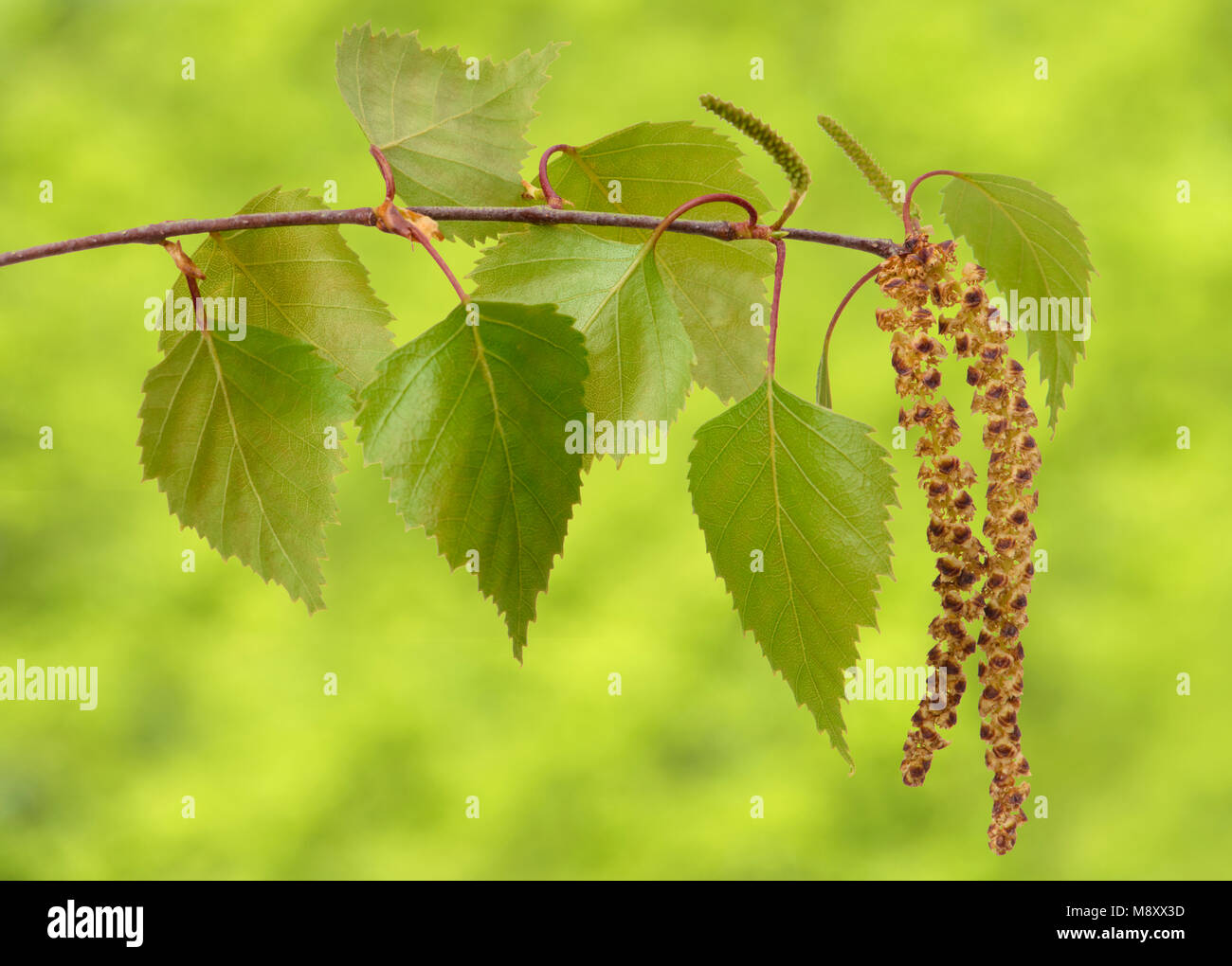 Close up of leaves of birch tree hires stock photography and images
