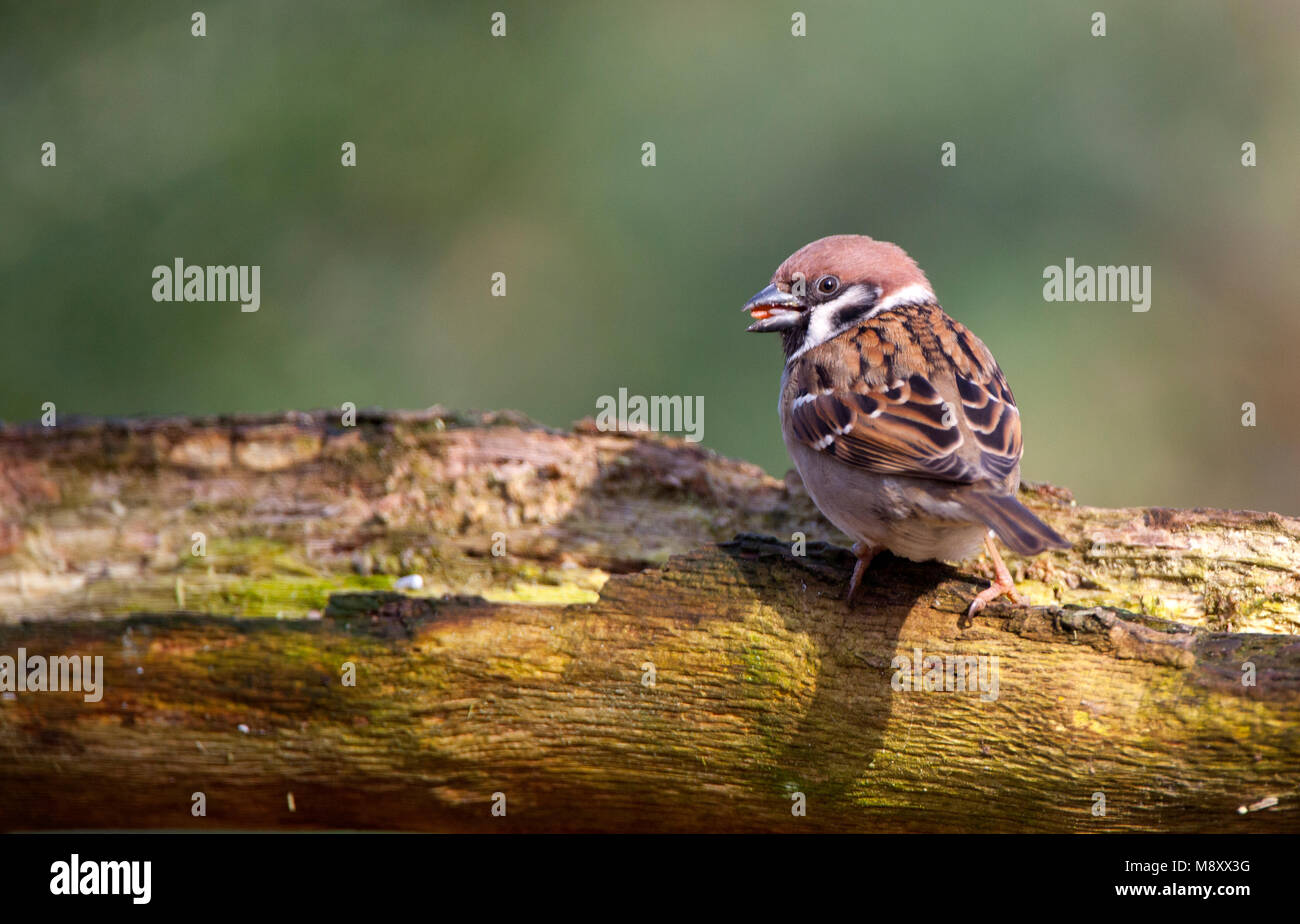 Ringmus etend, Eurasian Tree Sparrow eating Stock Photo - Alamy