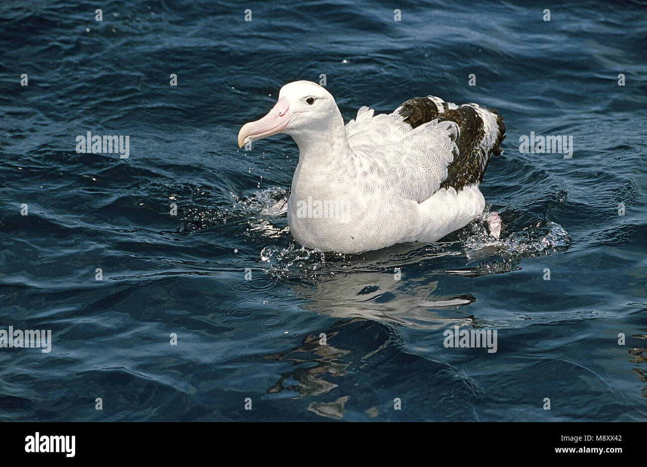 Wandering Albatross in water; Grote Albatros in water Stock Photo