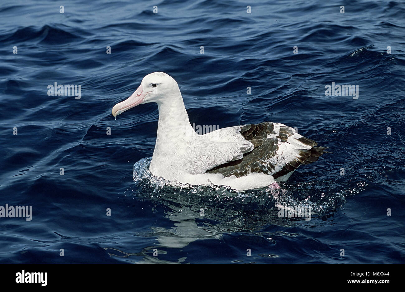 Wandering Albatross in water; Grote Albatros in water Stock Photo