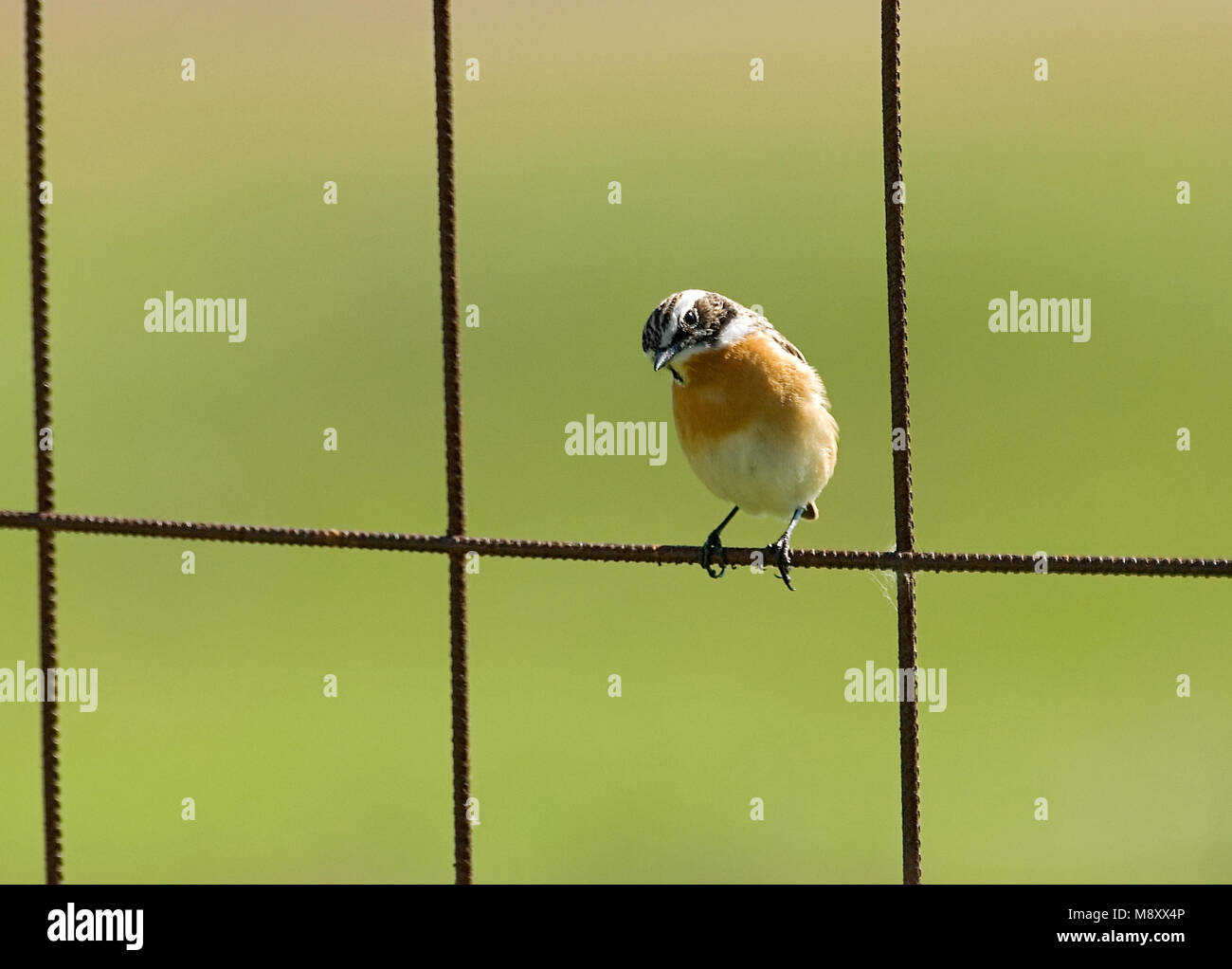 Whinchat perched; Paapje zittend Stock Photo
