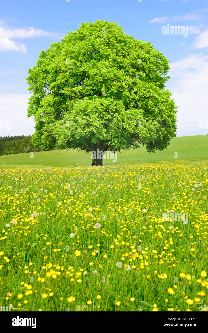 single big beech tree in meadow at spring Stock Photo