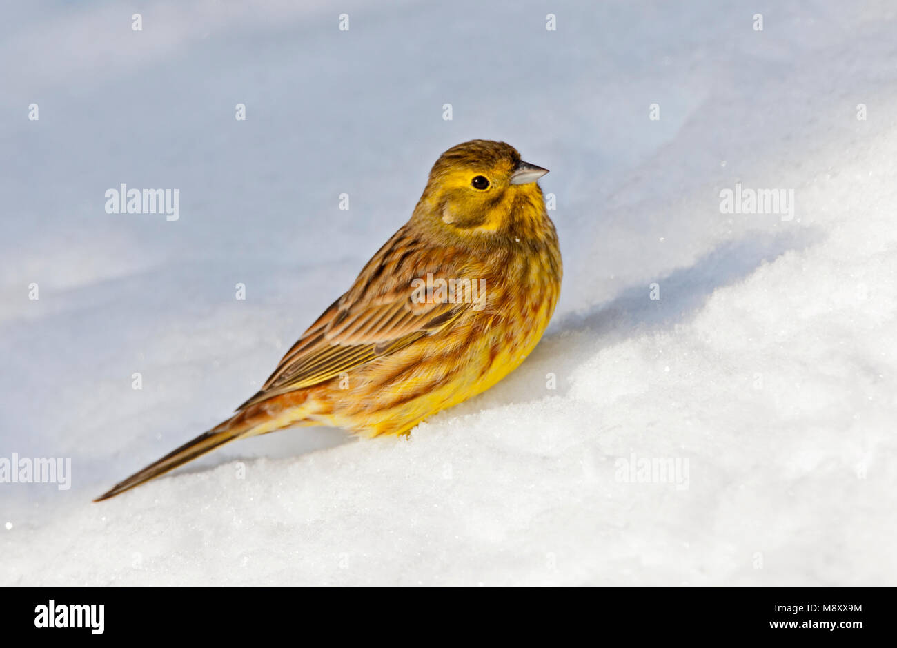 Geelgors zittend in de sneeuw, Yellowhammer perched in the snow Stock Photo