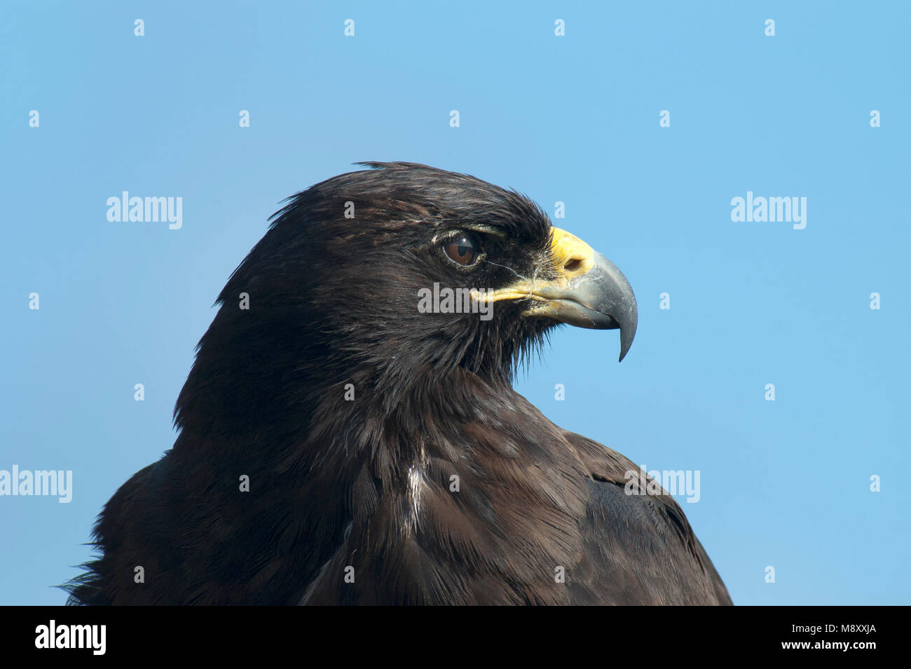 Endemic galapagos hawk hi-res stock photography and images - Alamy