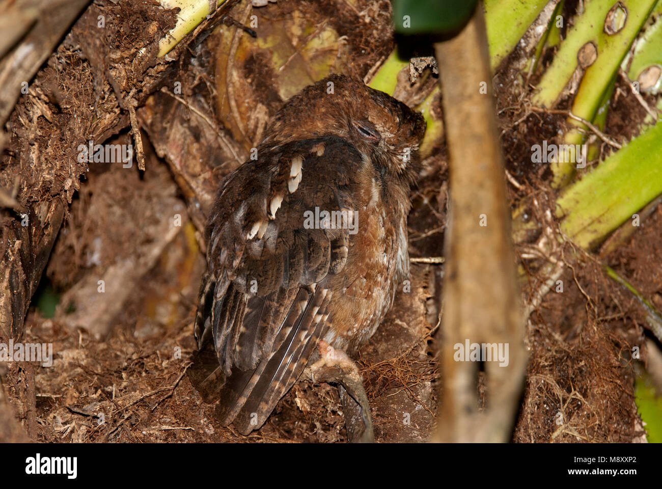 Pemba Dwergooruil, Malagasy Scops-Owl Stock Photo