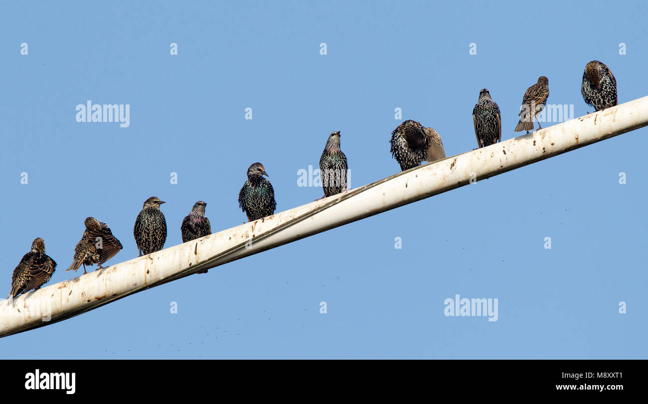 Spreeuwen verzamelen voor de trek; Common Starlings gathering before migration Stock Photo