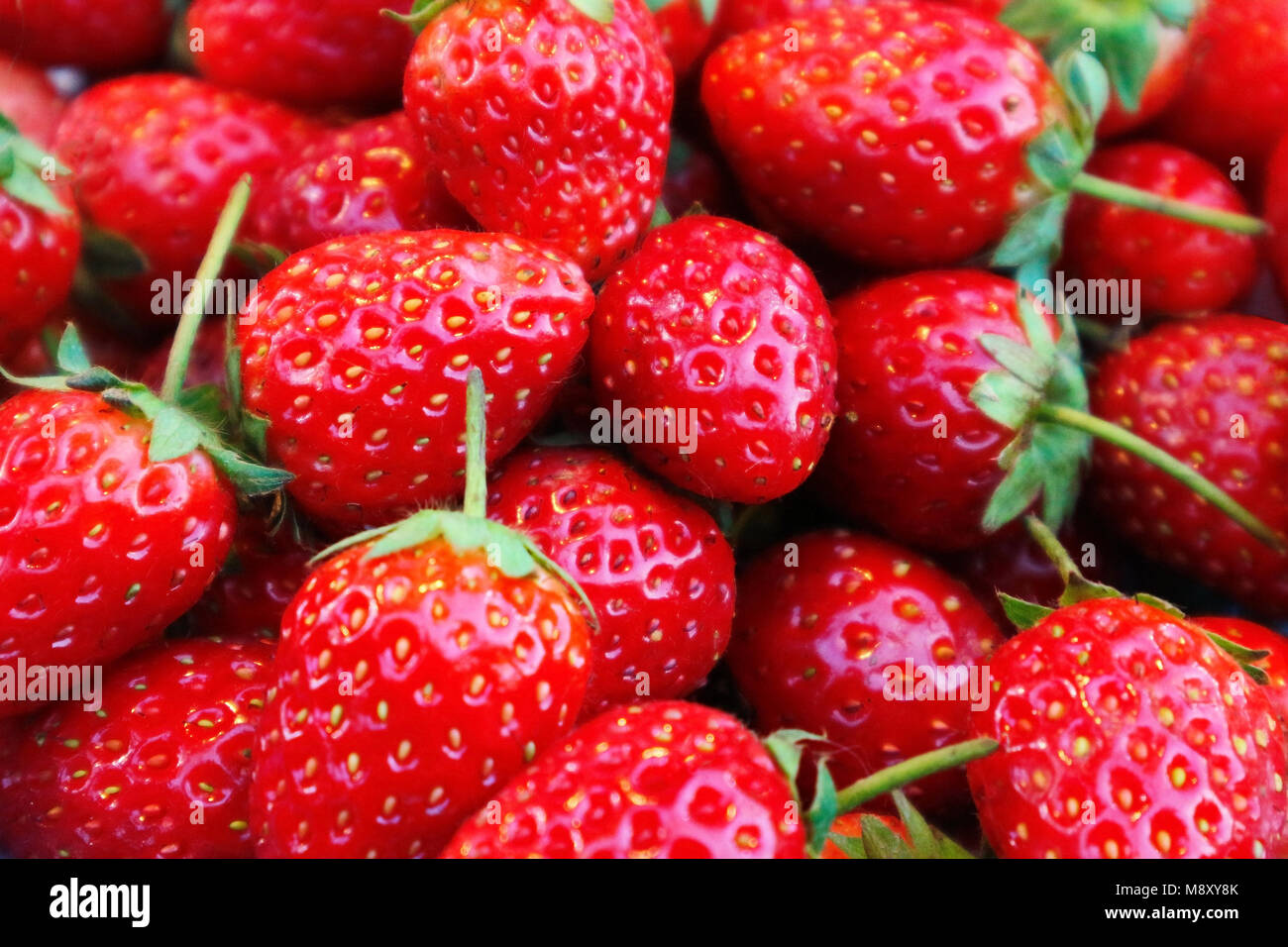 Fresh Strawberries from the Farm Stock Photo - Alamy