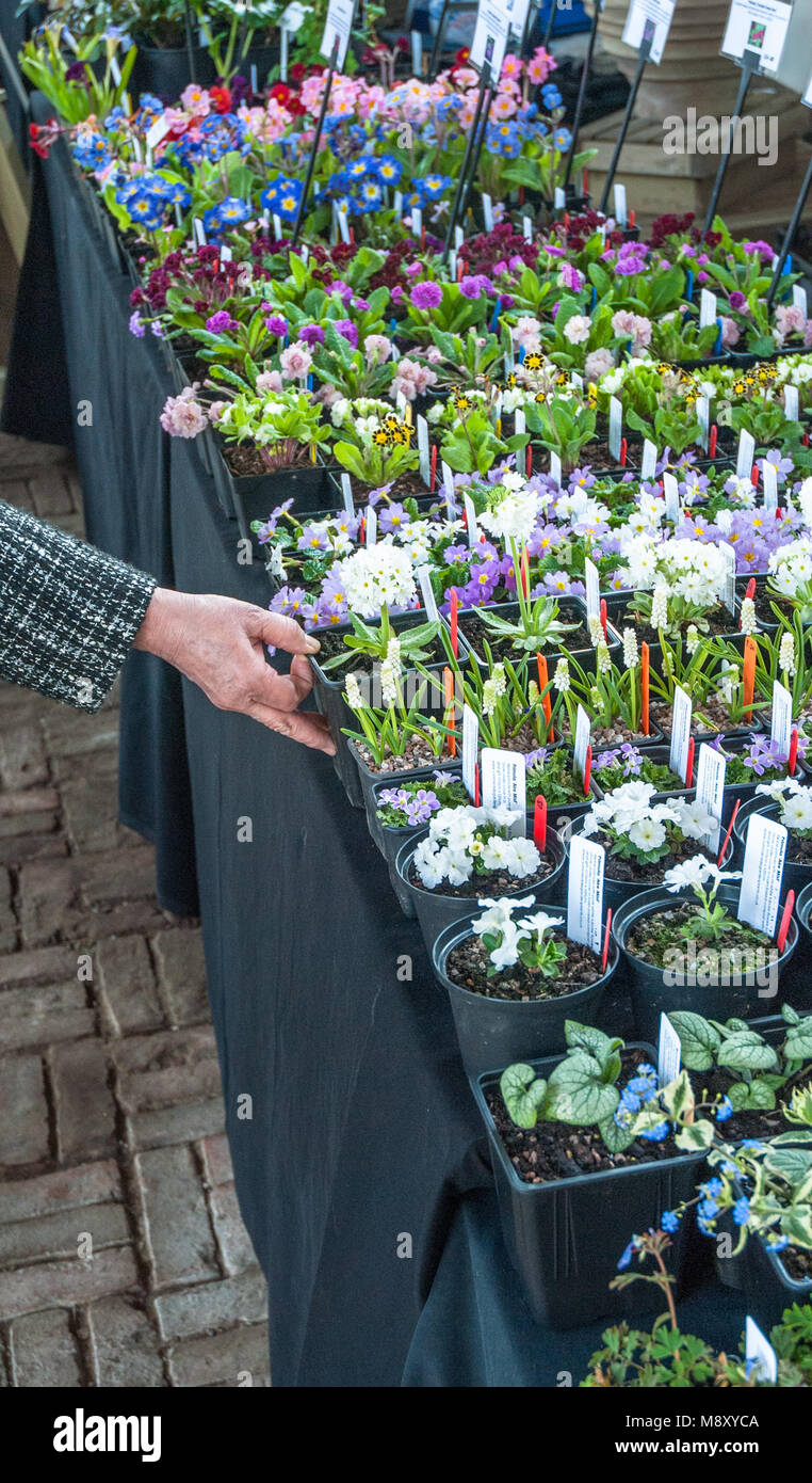 Various plants in spring at a market while a customer makes a selection. Stock Photo