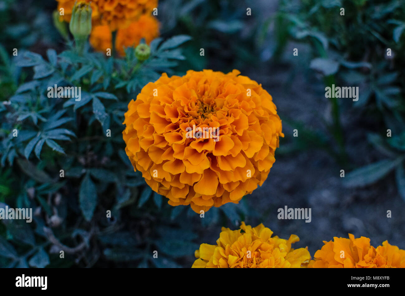 Tagetes or cempasúchil is a genus of annual or perennial herbaceous plants in the daisy family (Asteraceae). They are native to Mexico and distributed Stock Photo