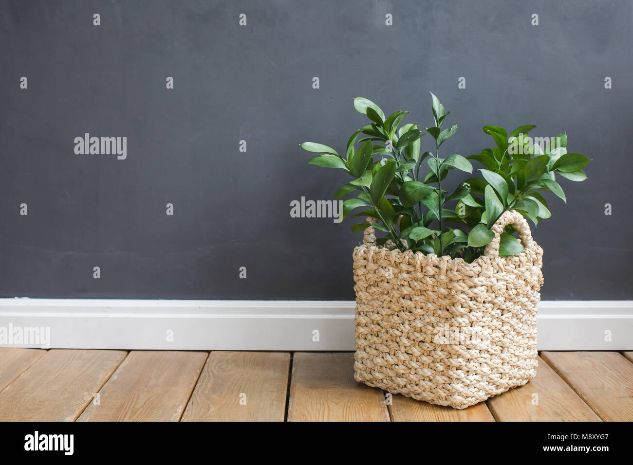 Plant tub against a gray wall on a wooden floor Stock Photo