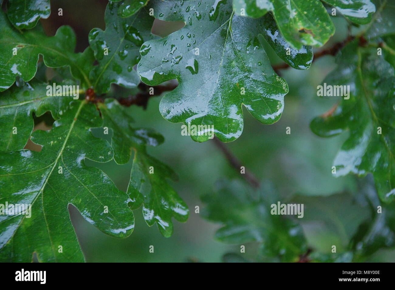 Grand oak tree hi-res stock photography and images - Alamy