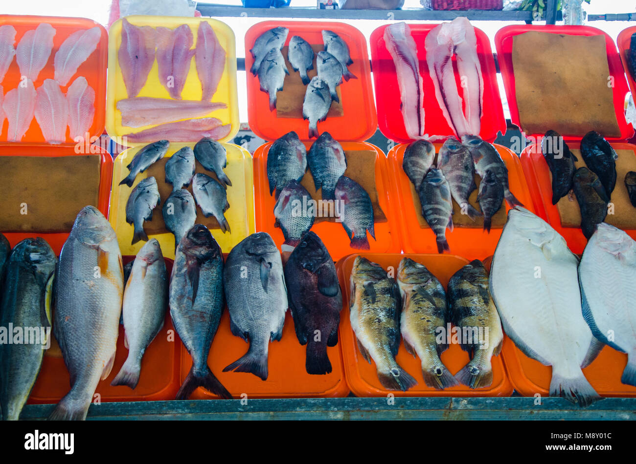 Variety of fish on the beach fishermen in Chorrillos, Lima - Peru Stock ...