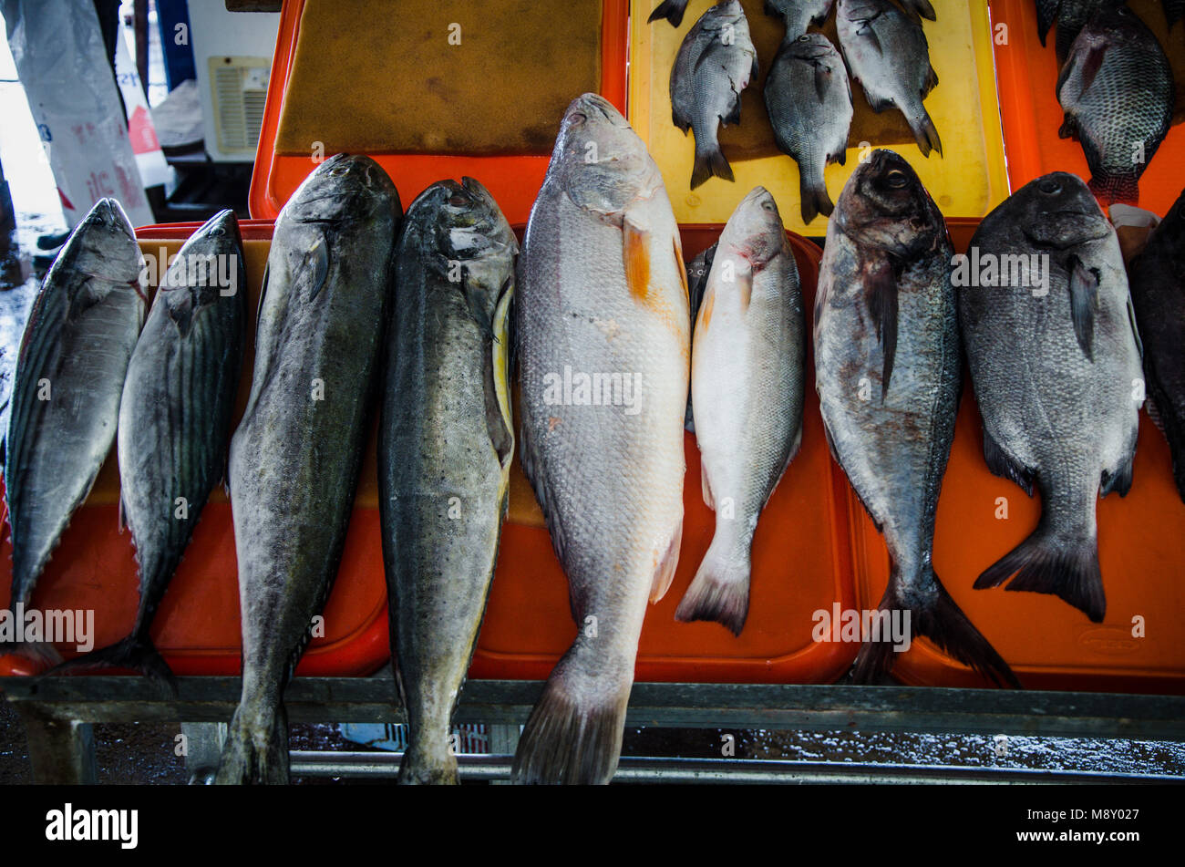 Types Of Fish In Peru Variety of fish on the beach fishermen in Chorrillos, Lima - Peru Stock ...