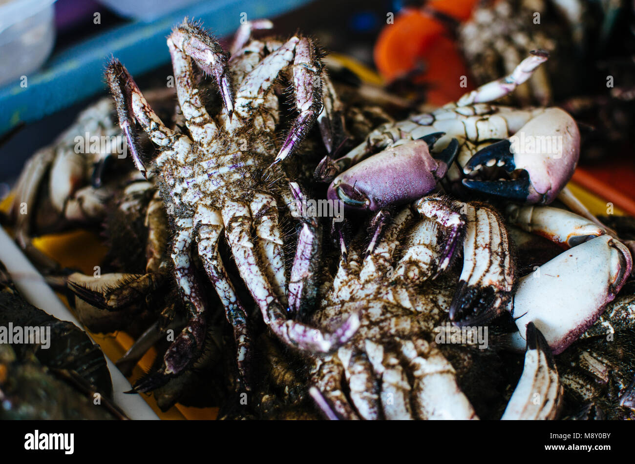 Freshly extracted sea crabs ready for sale in the market Stock Photo