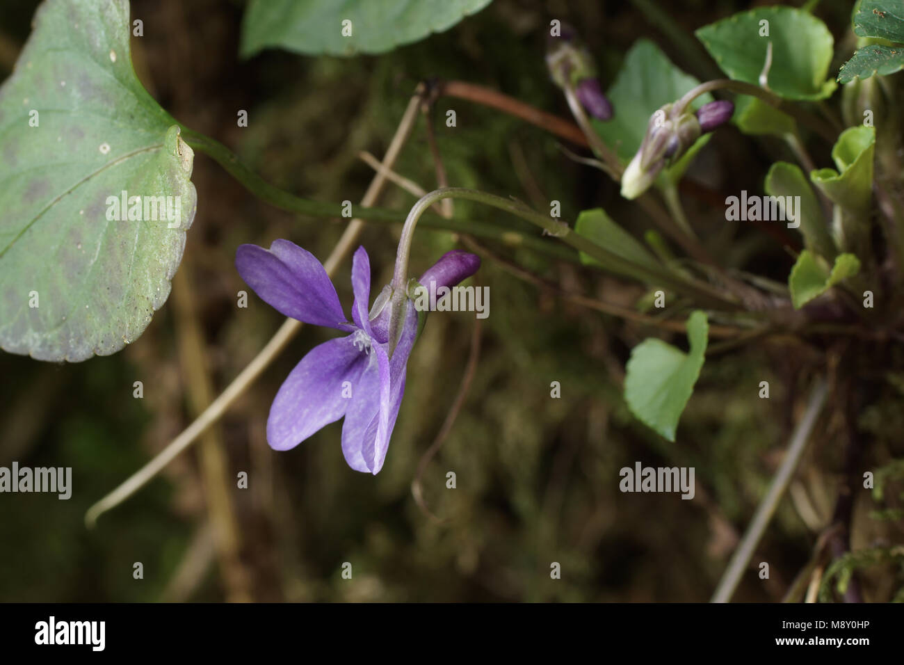 side view of a flower of Early Dog Violet (Viola reichenbachiana) showing characteristic spur Stock Photo
